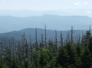 The dead trees ruin the view...